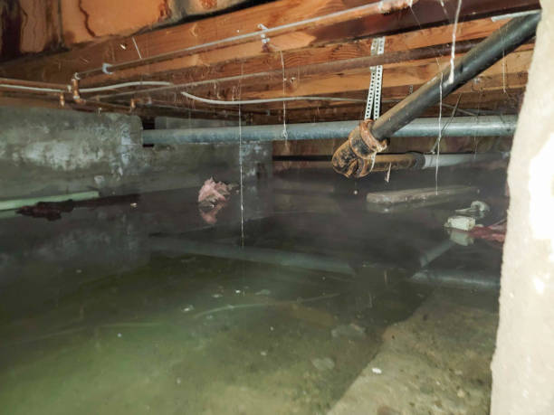 Best Professional water damage repair  in Mathews, LA